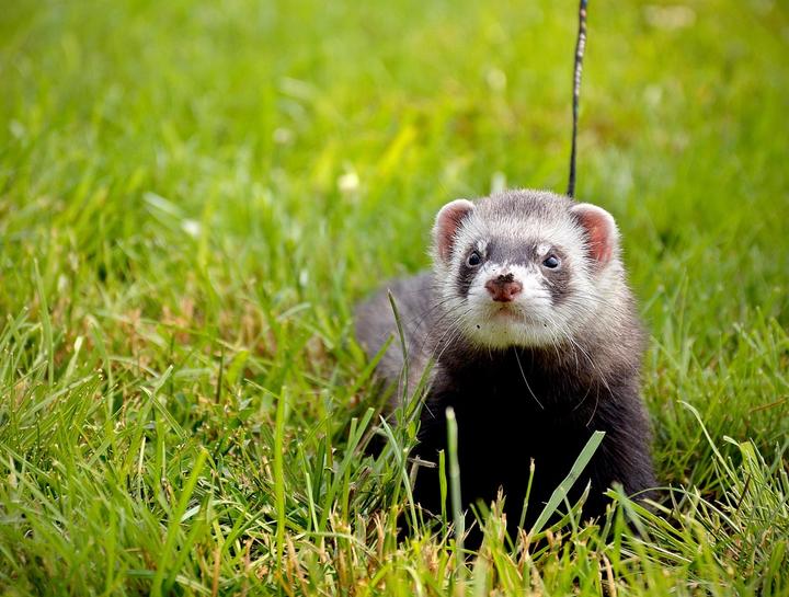 Pocket Pet Ferret